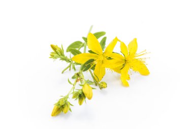 St John's Wort, doğal antibiyotik, antidepresan ve Anti rh