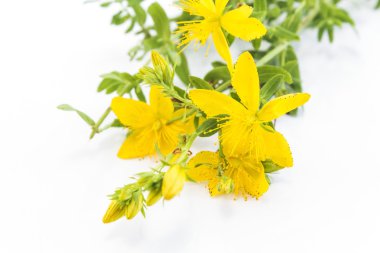 St John's Wort, doğal antibiyotik, antidepresan ve Anti rh