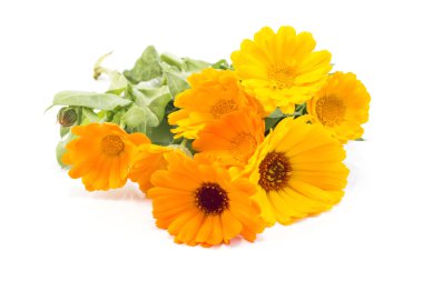 Marigold, beyaz arka planda takvim.