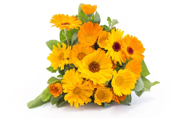 Marigold, beyaz arka planda takvim.