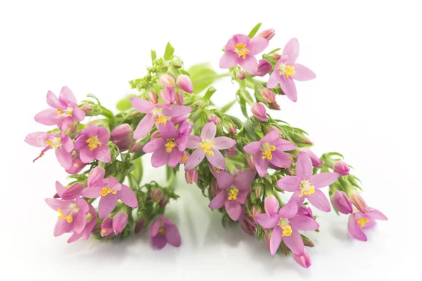 Ortak kantaron (Centaurium Erythraea) çiçekler