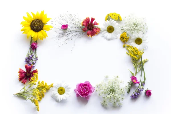 Rám z letních květů na bílém pozadí — Stock fotografie