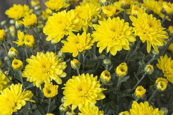 Primo piano crisantemo giallo — Foto Stock