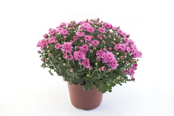 Pink Chrysanthemum Potted — Stock Photo, Image