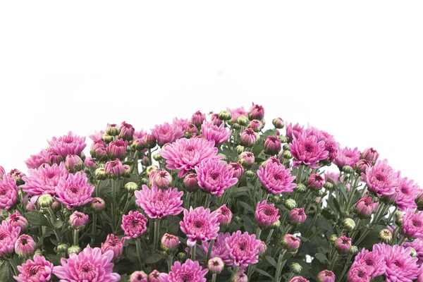 Rosa Chrysantheme auf weißem Hintergrund — Stockfoto