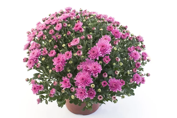 Pembe krizantem saksı 