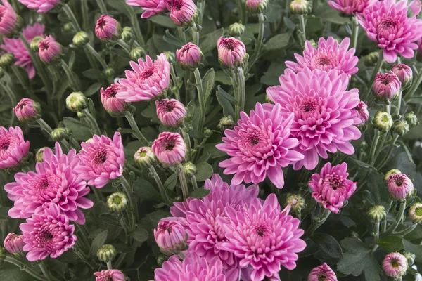 Rosa Chrysanthemen aus nächster Nähe als Hintergrund — Stockfoto