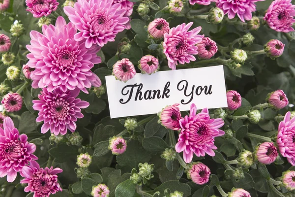 Dankeschön-Karte mit einem Strauß rosa Chrysanthemen — Stockfoto