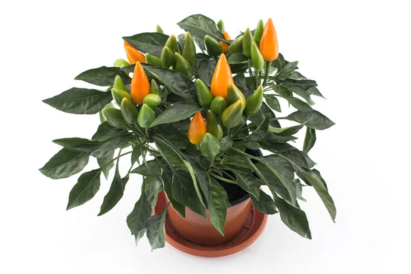 Decorative Chili Peppers Potted — Stock Photo, Image