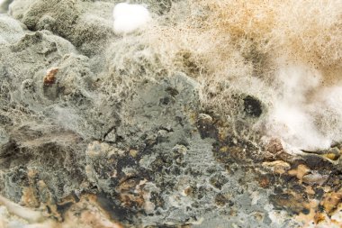 Küflü domuz yağı yakın çekim