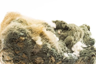 Küflü domuz yağı yakın çekim