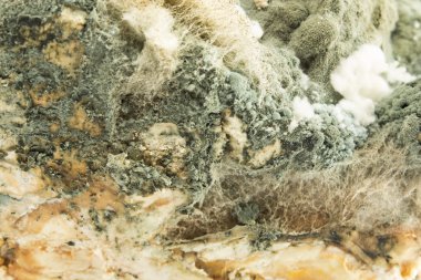 Küflü domuz yağı yakın çekim