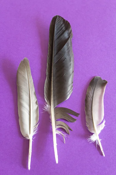Tres plumas de paloma sobre fondo púrpura — Foto de Stock