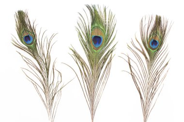 Tavuskuşu tüyleri beyazda izole edilmiş.