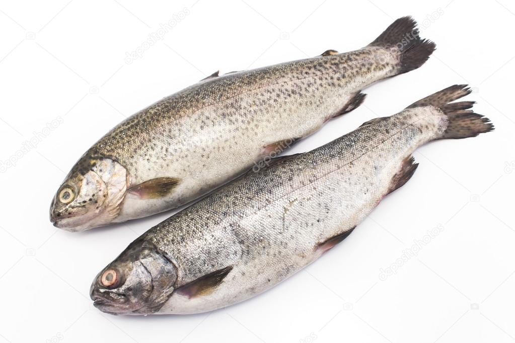 Two rainbow trouts isolated on white
