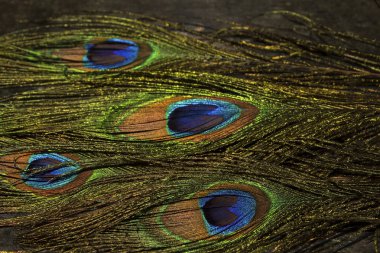 Tavus kuşu tüyü canlı renkler ile