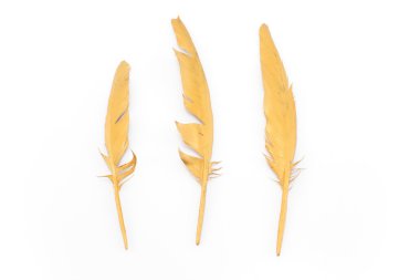 Üç Altın tüyleri beyaz izole