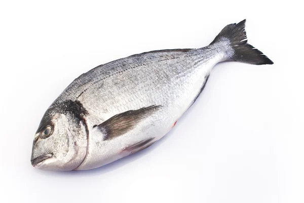 Dorada de peixe marinho isolado em branco — Fotografia de Stock