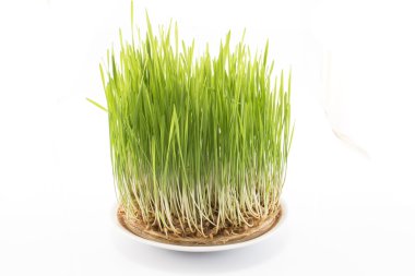 Beyaz izole buğday çimen