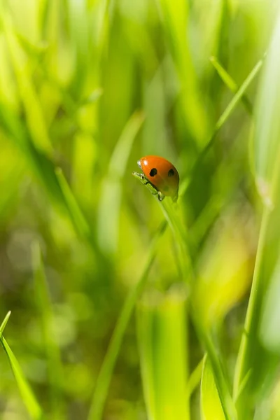 Morgen blomst efter regn en bug . - Stock-foto