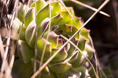 Adada buzlu çiçek.