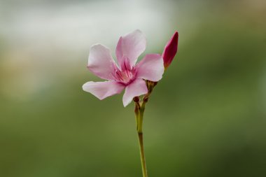 Nerium oleander pink flower clipart