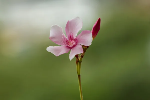 Розовый цветок Nerium felander Стоковое Фото