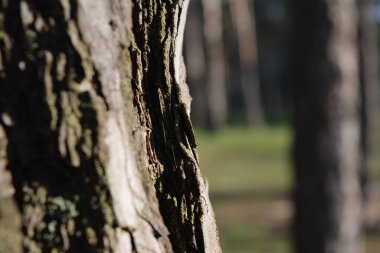 Eski kurumuş ahşap.