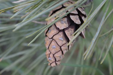Beyaz Rusya ormanında ladin konisi