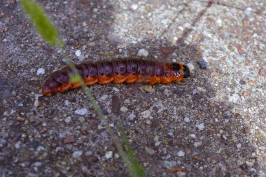 Belarus ormanında tırtıl