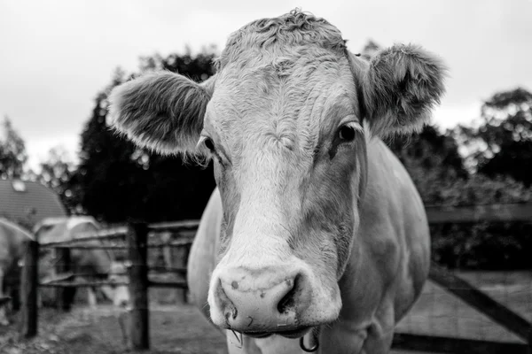 Colpo alla testa di una mucca da fattoria che ti guarda Foto Stock