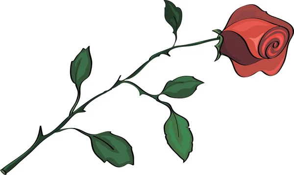 Rose rouge, isolée sur blanc — Image vectorielle