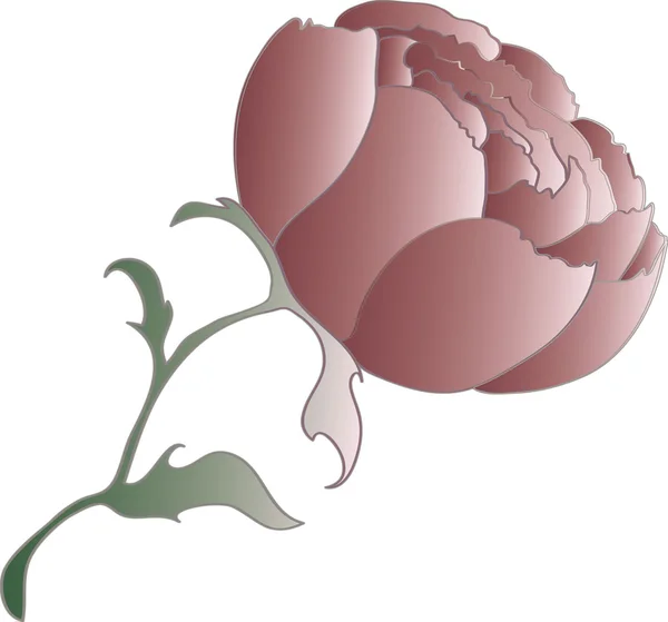 Fleur de pivoine vectorielle, objet isolé — Image vectorielle