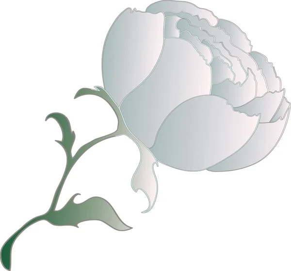 Векторный пионный цветок, изолированный объект — стоковый вектор