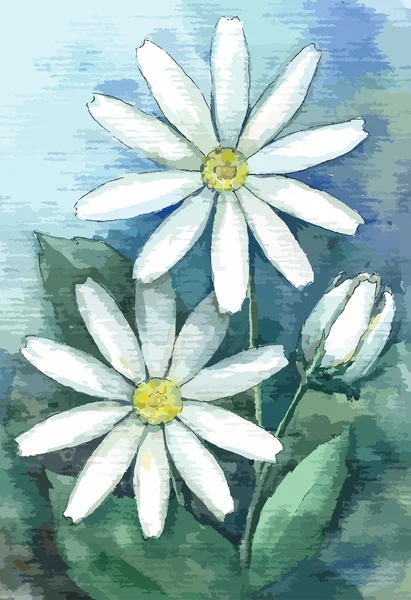 Manzanilla de jardín. Ilustración en acuarela — Archivo Imágenes Vectoriales