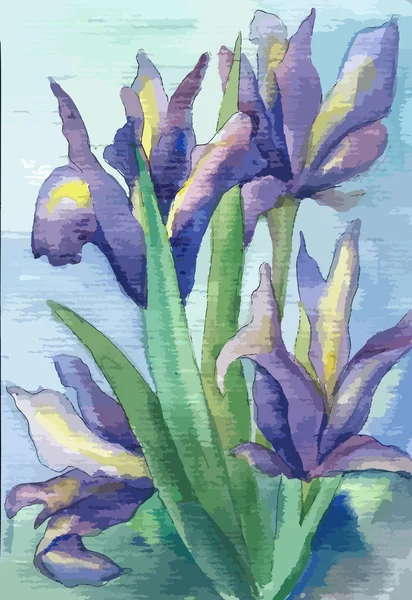 Iris acuarela en vector — Archivo Imágenes Vectoriales
