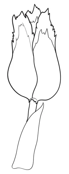 Kontúr tulipán elszigetelt fehér background — Stock Vector