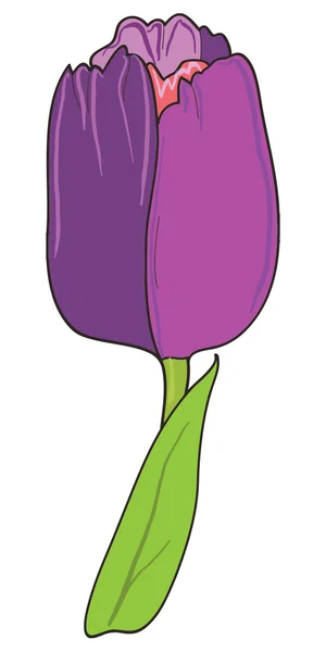 Vetor tulipa violeta —  Vetores de Stock