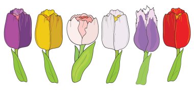 Lale. Beyaz arka plan üzerinde ayarla