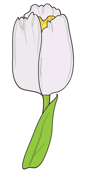 Blanco tulipán vector — Vector de stock