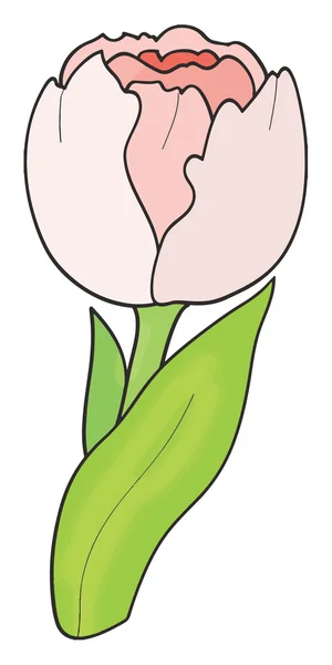 Tulpe rund rosa — Stockvektor