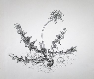 Mürekkep çiçekli karahindiba, yaz çizimi, çizim