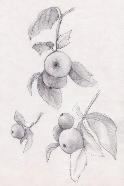 Las manzanas sobre el árbol, el bosquejo a lápiz de las ramas —  Fotos de Stock