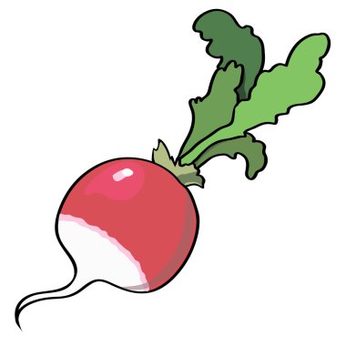 beyaz izole taze kırmızı turp