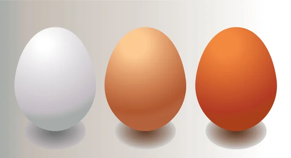Huevo marrón y blanco — Vector de stock