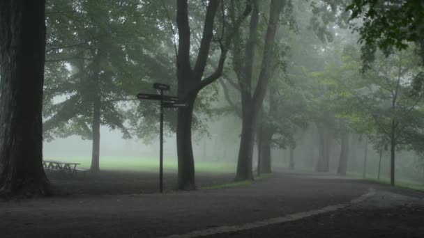 Mattina a piedi nel parco nebbioso — Video Stock