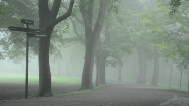 Джоггер в туманний ранок — стокове відео
