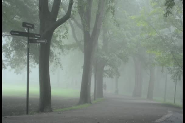 Ранкова прогулянка в туманному парку з собакою — стокове відео