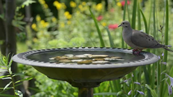 Klart vatten i ett fågelbad, dove dricka vatten tyst — Stockvideo