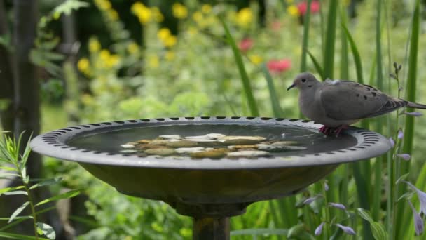 Clear water in a bird bath, dove land suddenly male arrive for courtship — Stock Video